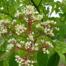 Korean Evodia (Bee Bee Tree) 30 seeds