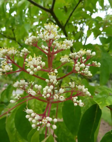 Korean Evodia (Bee Bee Tree) 30 seeds
