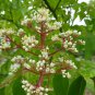 Korean Evodia (Bee Bee Tree) 30 seeds