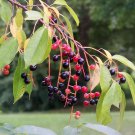 Black Cherry Prunus serotina 10 seeds