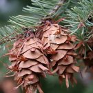 Green Douglas Fir 20 seeds