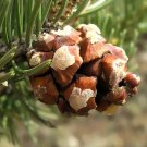 Blue Needled Pinyon Pine Pinus 10 seeds