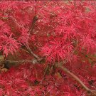 Lace Leaf Japanese Maple 10 seeds