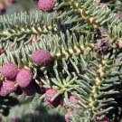 Blue Noble Fir 10 seeds