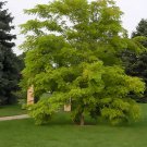 Black Locust, Robinia pseudoacacia 30 seeds