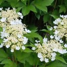 American Highbush Cranberry 30 seeds
