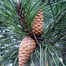 Austrian Pine Pinus 30 seeds