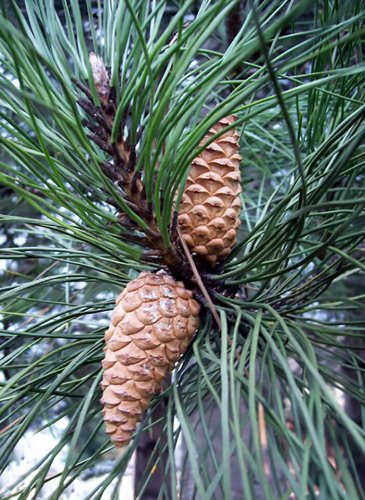 Austrian Pine Pinus 30 seeds
