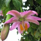 Banana Passion Fruit 5 seeds