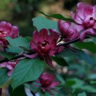Carolina Allspice Calycanthus floridus 5 seeds