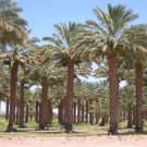 True Date Palm Phoenix dactylifera 5 seeds