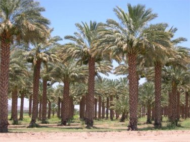 True Date Palm Phoenix dactylifera 5 seeds