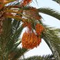 True Date Palm Phoenix dactylifera 5 seeds