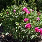 Tree Peony Paeonia suffruticosa 5 seeds
