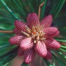 Ponderosa Pine Pinus ponderosa 10 seeds