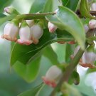 Date Plum Persimmon Diospyros lotus 10 seeds