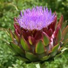 20 seeds Globe Artichoke, Cynara scolymus