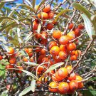 Sea Buckthorn, Hippophae Rhamnoides 30 seeds