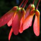 Red Maple Acer rubrum 30 seeds