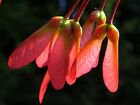 Red Maple Acer rubrum 30 seeds