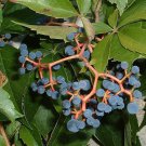 Virginia Creeper Parthenocissus quinquefolia 20 seeds