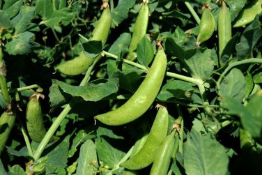 Peas - Sugar Snap - Sugar Ann 20 seeds