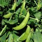 Peas - Sugar Snap - Sugar Ann 20 seeds