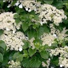 Hydrangea anomala petiolaris 50 seeds
