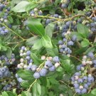 Lowbush Blueberry 30 seeds