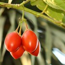 Tamarillo, (Tree Tomato) 10 seeds