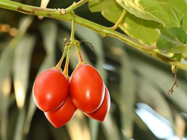 Tamarillo, (Tree Tomato) 10 seeds