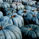 Jarrahdale Blue Pumpkin 10 seeds