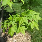 20 seeds Painted Maple, Acer truncatum mono