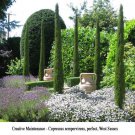 30 seeds Italian Cypress Narrow Columnar