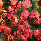 10 seeds Full Moon Maple