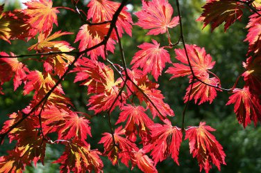 10 seeds Full Moon Maple