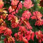 10 seeds Full Moon Maple