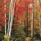 50 seeds Paper Birc, Betula papyrifera
