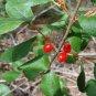 30 seeds Russet Buffaloberry,