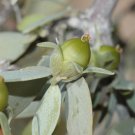 5 seesd Jojoba, Simmondsia chinensis USPS Tracking
