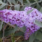 300 seeds Butterfly Bush, Buddleia davidii