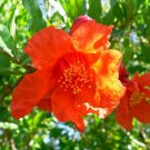 30 seeds Pomegranate, Punica granatum