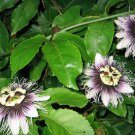 10 seeds Purple Passion Fruit Vine
