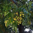 10 seeds Chinaberry, Melia azedarach