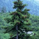 50 seeds Jezo Spruce, Picea jezoensis