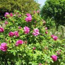 30 seeds Rosa rugosa Pink
