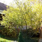 10 seeds Witch Hazel Hamamelis virginiana