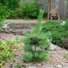 20 seeds Western White Pine Pinus monticola