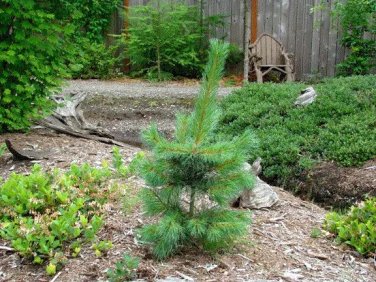 20 seeds Western White Pine Pinus monticola