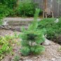 20 seeds Western White Pine Pinus monticola